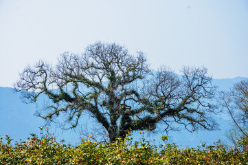 The tree with blue sky background in autumn 