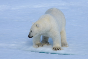 Obraz na płótnie Canvas Polar bear on the ice