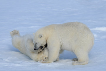 Plakat Two polar bear cubs playing together on the ice