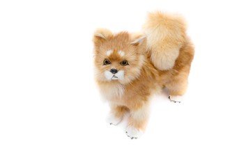 doll dog  on white background with copy space for add text