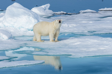 Polar bear on the ice