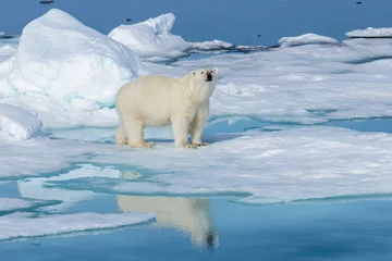 Keuken foto achterwand Ijsbeer IJsbeer op het ijs