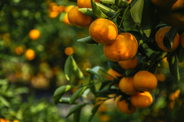 Orange fruit closeup in autumn 
