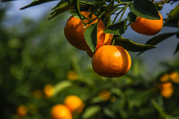 Orange fruit closeup in autumn 