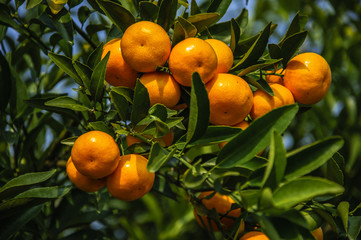 Orange fruit closeup in autumn 