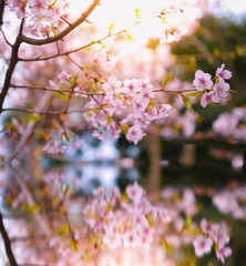 Spring sakura abstract reflection with water.