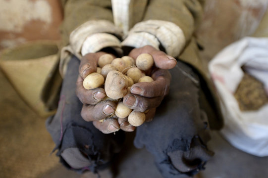 Madagascar, potatoes in the hand of an old peasant