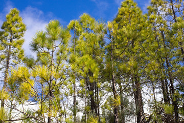 Beautiful panorama of pine forest with sunny summer day. Coniferous trees. Sustainable ecosystem. Tenerife, Teide volcano, Canary islands, Spain