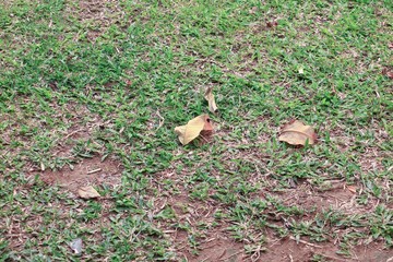 Dry leaf on  grass background with copy space for add text