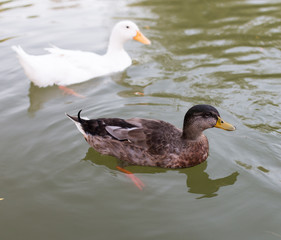 ducks in a pond in nature