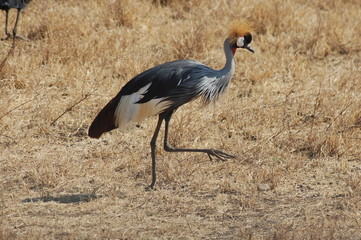 grulla