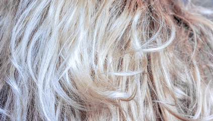 Real blonde woman hair texture