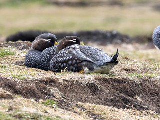 Flying Steamer Duck, Tachyeres patachonicus, on some islands is plentiful, Carcass Island,...
