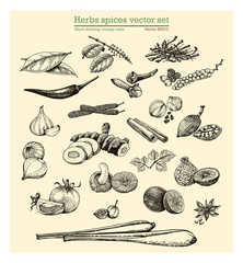 Herbs spices vector set