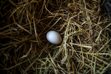 Freshly laid duck egg on straw nest in the farm.