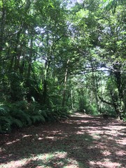 Tropical Forest in South America