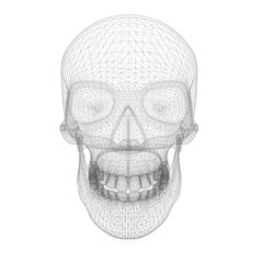 3d rendering illustration of skull