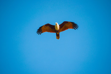 Eagle flying with open wings
