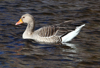 Grey goose swimming in a lake