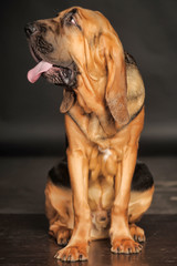 Beautiful Bloodhound puppy at 6 months. - obrazy, fototapety, plakaty