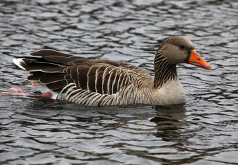 Grey goose swimming in a lake