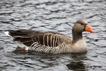 Grey goose swimming in a lake