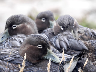 Flying Steamer Duck, Tachyeres patachonicus, on some islands is plentiful, Carcass Island,...