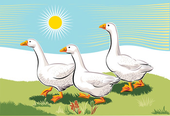 Geese in a meadow.
