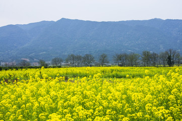 The colorful countryside scenery in spring
