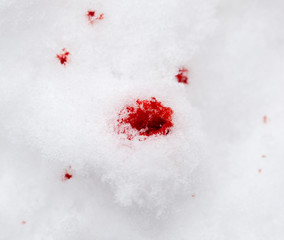 red blood on the snow