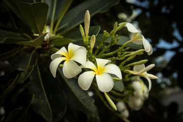 Цветок африканский на пальме