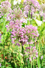 Pink Allium Flowers