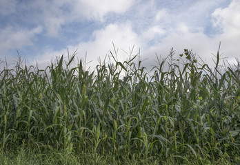 Obraz premium Green cornfield against a blue cloud filled sky