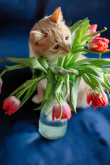 Hungry red cat tastes red tulips