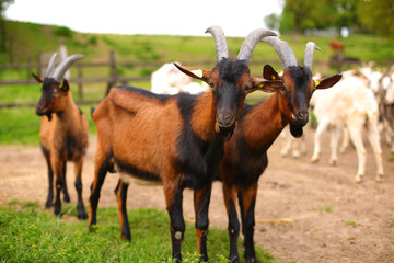 Naklejka na ściany i meble many goats on the farm