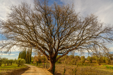View of the dirt road to a path of the Tuscan countryside near Siena with an oak and cypress trees.