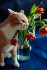 Red and white cat tastes leaves of tulips