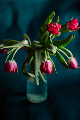 Tender tulip hangs from glass vase