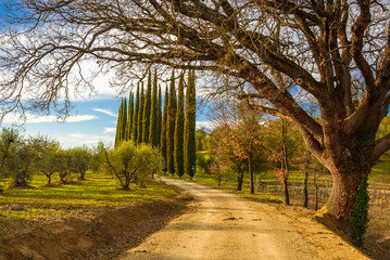 View of the dirt road to a path of the Tuscan countryside near Siena with an oak and cypress trees.