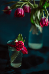 Tender tulip with dark pink petals stands in glass with water