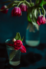 Tender tulip with dark pink petals stands in glass with water