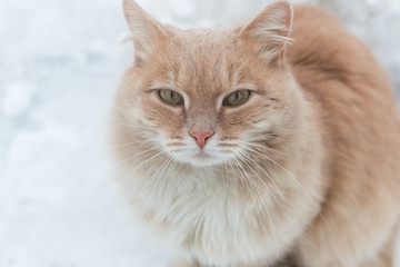 Portrait of a red frozen street cat. Cat in the snow against the backdrop of snowflakes. The concept of the problem of stray animals