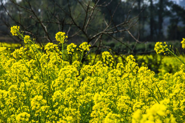 Obraz premium The rape flowers closeup 