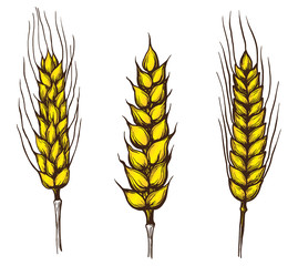 collection set of wheat ears hand drawings vector illustration sketch