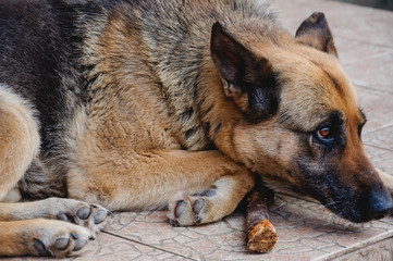 The German Shepherd Dog is bored and waiting for the host