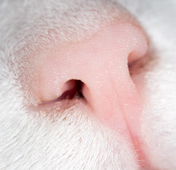 Fototapeta premium cat nose. macro