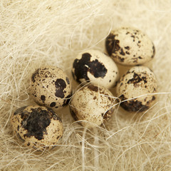 œufs de caille dans un nid