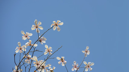Magnolia flower with blue sky background.