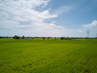 Aerial View - Green Paddy Fields