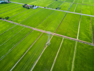 Aerial View - Green Paddy Fields